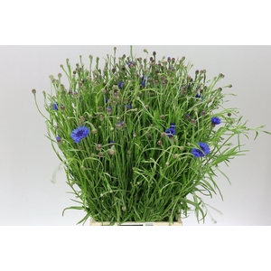 Centaurea Cy Blue