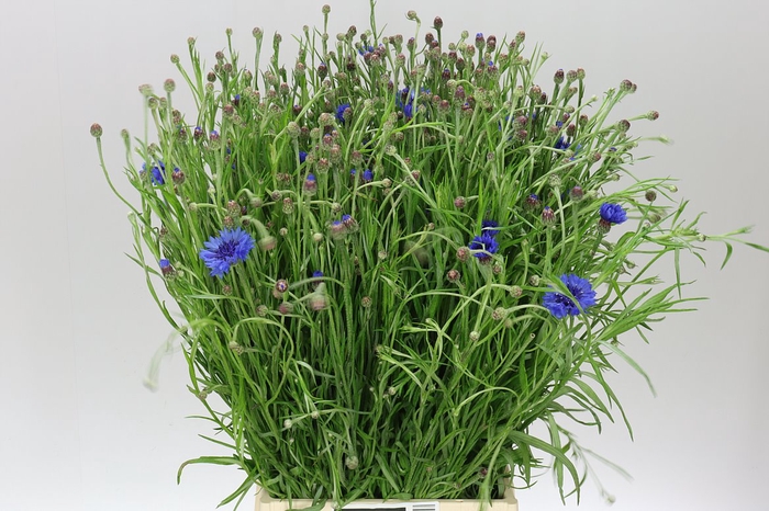 <h4>Centaurea Cy Blue</h4>