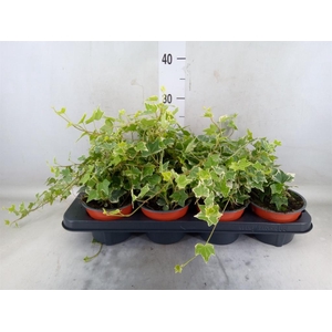 Hedera helix 'Esther'