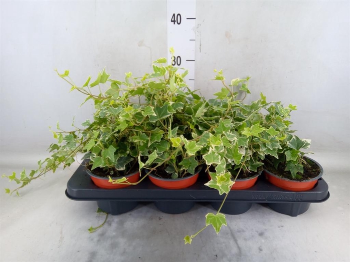 <h4>Hedera helix 'Esther'</h4>