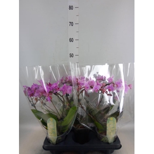 Phalaenopsis multi.   ...mix