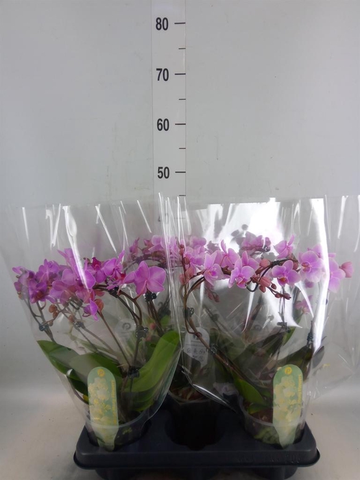 <h4>Phalaenopsis multi.   ...mix</h4>