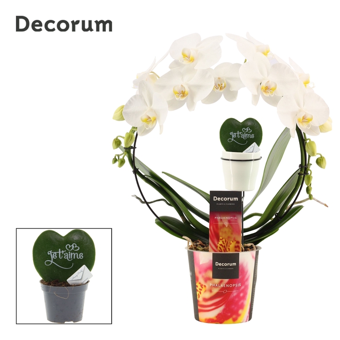 <h4>Phalaenopsis boog wit met Hoya Kerrii printz Je t'aime</h4>