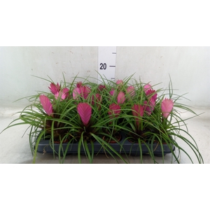 Tillandsia cyanea