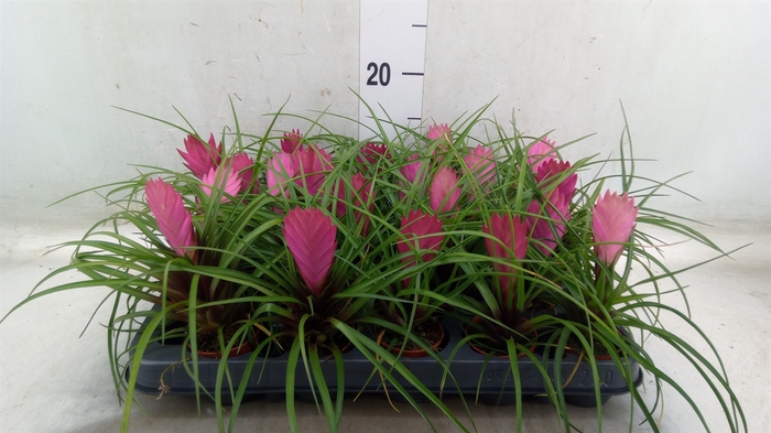 <h4>Tillandsia cyanea</h4>