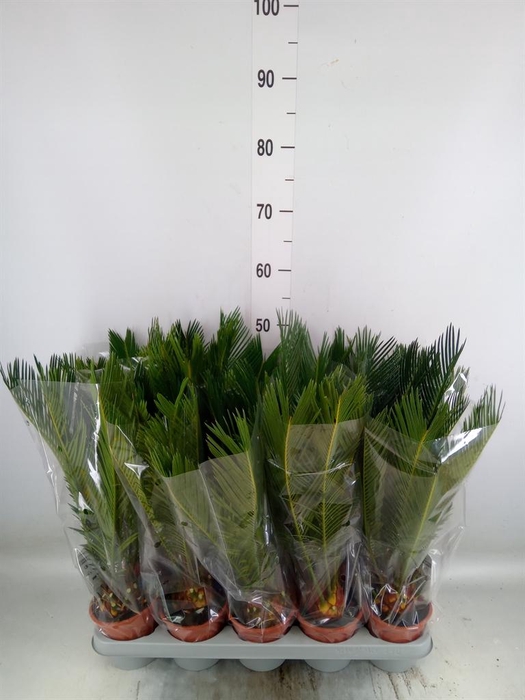 <h4>Cycas revoluta</h4>