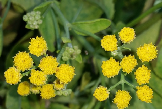 <h4>TUINKRUIDEN GEM</h4>