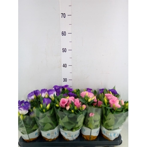 Eustoma russ. DU 'Bolero'   ...mix