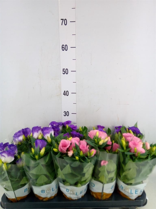 <h4>Eustoma russ. DU 'Bolero'   ...mix</h4>
