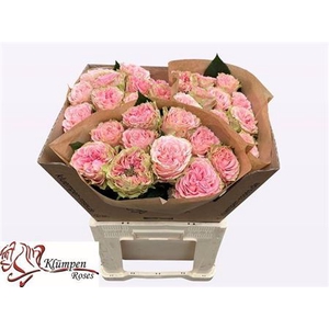 Rosa large flowered Country Girl