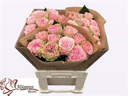 <h4>Rosa large flowered Country Girl</h4>
