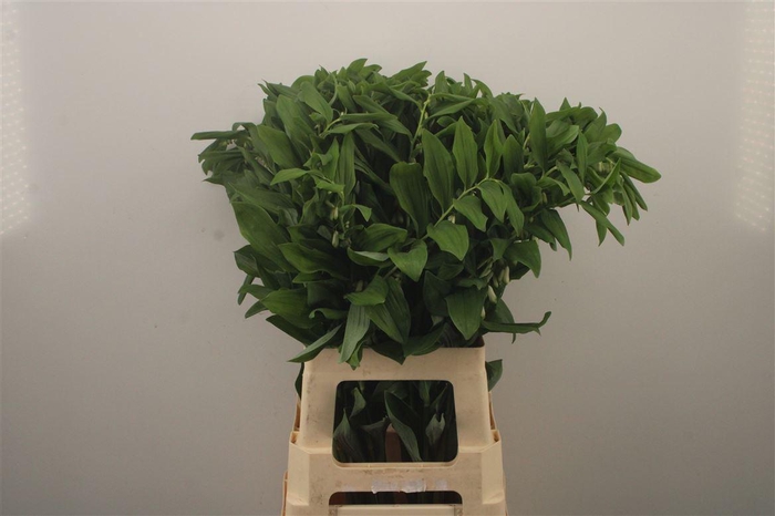 <h4>Polygonatum Multiflora</h4>