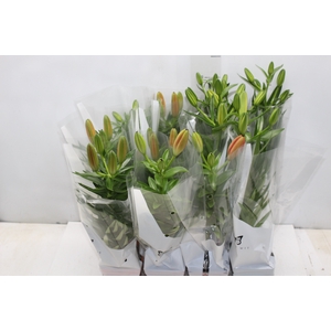 LIRIO VARIADO P12 QUADRADO