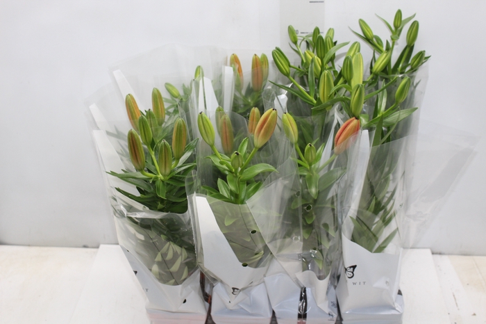 <h4>LIRIO VARIADO P12 QUADRADO</h4>