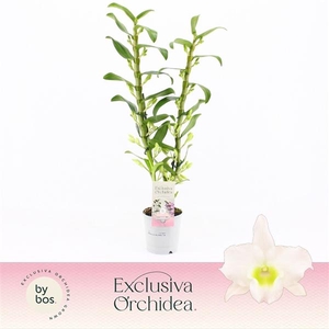 Dendrobium Nobilé, Apollon 2-spike 65+ cm 'Exclusiva Orchidea'