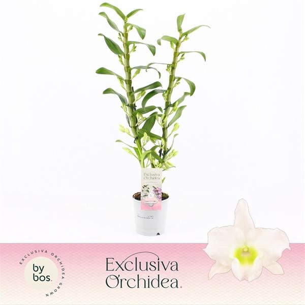 <h4>Dendrobium Nobilé, Apollon 2-spike 65+ cm 'Exclusiva Orchidea'</h4>