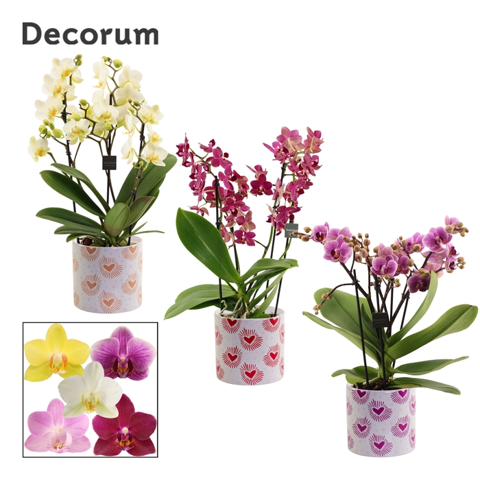 <h4>Phalaenopsis dazzling melange 3-4 tak in Nine (Bubblicious-colle</h4>