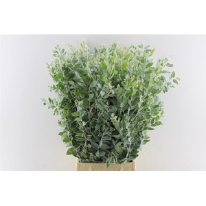 Acacia Dennisboden