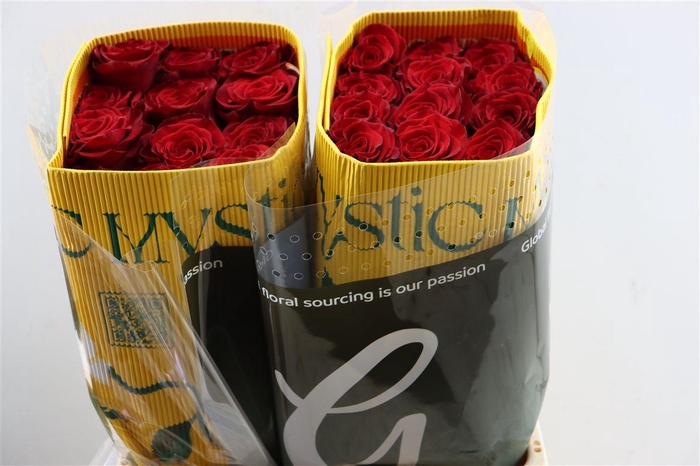 <h4>R Gr Rediant</h4>