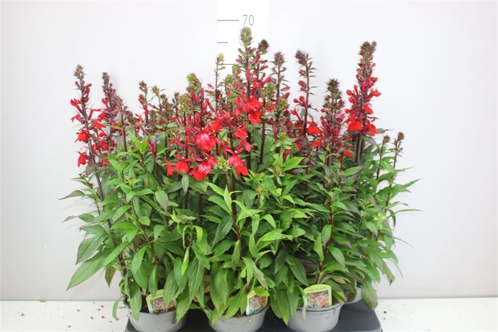 <h4>Lobelia Fan Scarlet Red</h4>