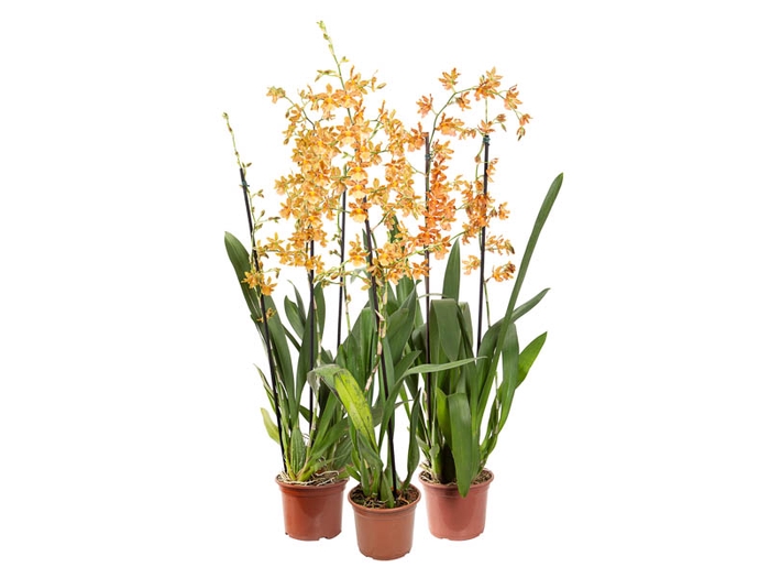 ORQUIDEA CATATANTE LOS ROBLES P15 PREMIUM