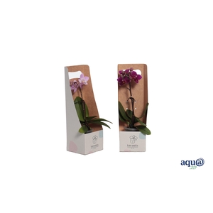 Tiny Box Phal Tiny Dolls Mix 1T7+ Aqu@