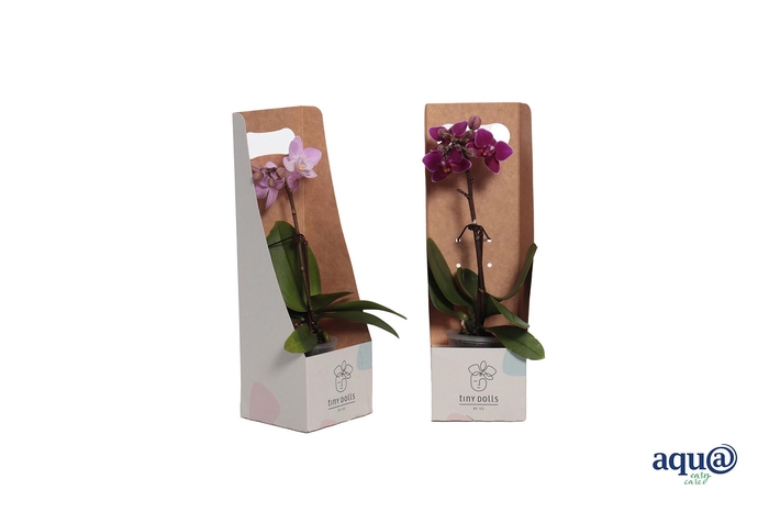 <h4>Tiny Box Phal Tiny Dolls Mix 1T7+ Aqu@</h4>
