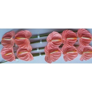 Anth A Farao 15 cm X10 Oosterzon