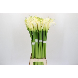 Zantedeschia Eydolls White