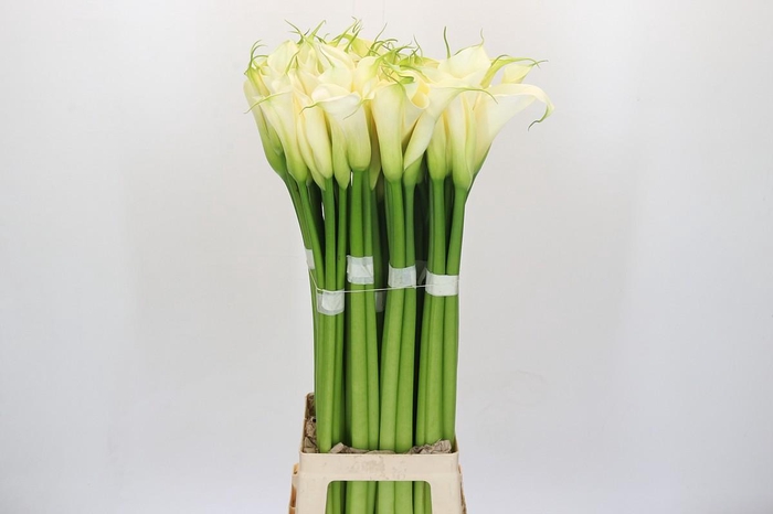 Zantedeschia Eydolls White