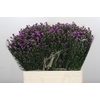 Aster Baby Pink