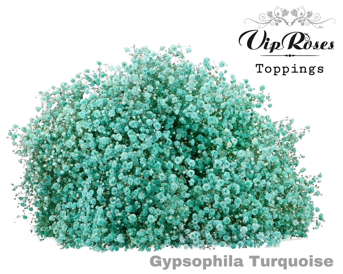 GYPS PA TURQUOISE