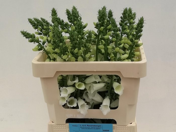 <h4>DIGI CAMELOT WHITE</h4>