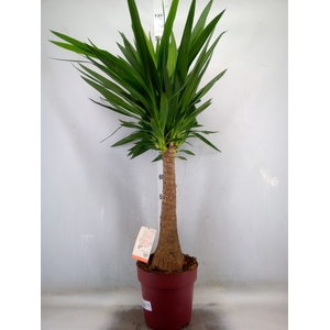 Yucca elephantipes   ...