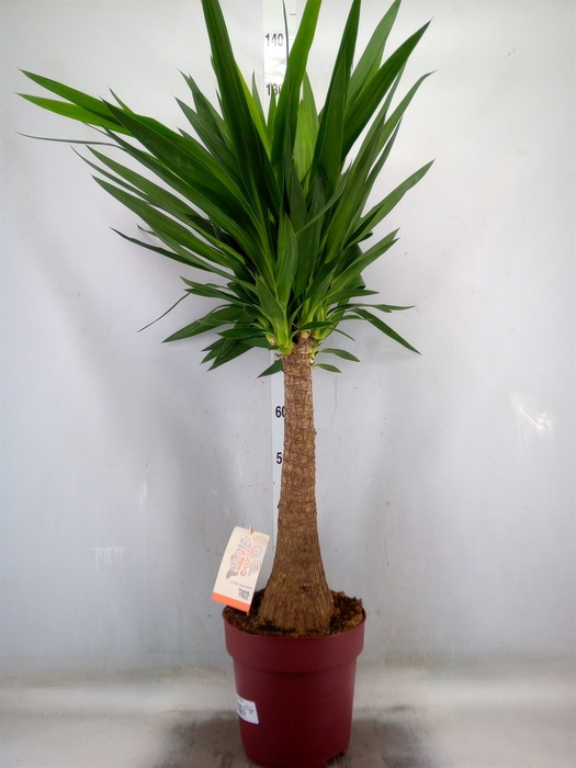 <h4>Yucca elephantipes   ...</h4>