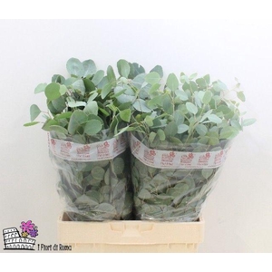 EUC POLYANTHEMO P BS