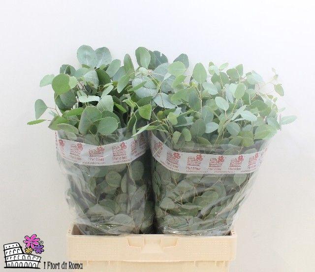 <h4>EUC POLYANTHEMO P BS</h4>