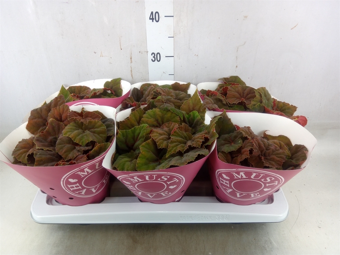 <h4>Begonia BD 'Beleaf Amber Love'</h4>