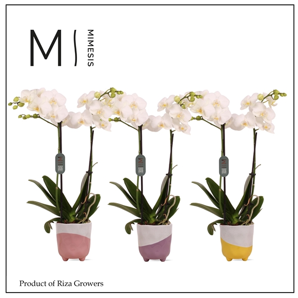 <h4>Mimesis Phal. Multi White - 2 spike 12cm in Gabby Mix ceramic</h4>