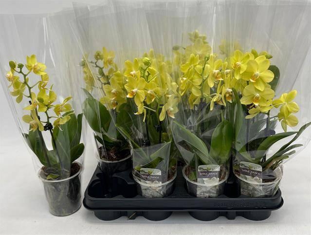 <h4>PHAL OV GEEL</h4>