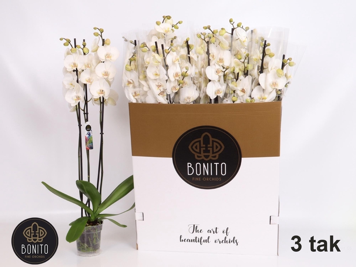 <h4>PHAL SILHOUETTE</h4>