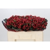 Hypericum True Romance
