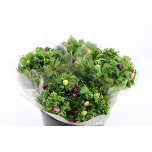 Anem Co Jerusal Mixed