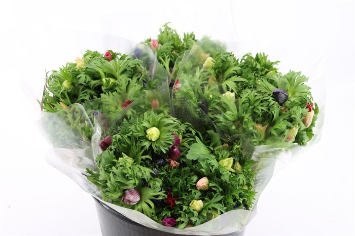 <h4>Anem Co Jerusal Mixed</h4>