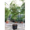 Overig planten