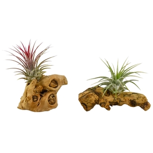 Tillandsia hout mini