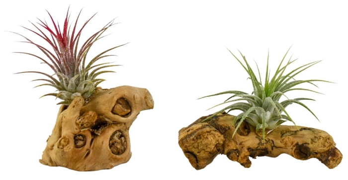 <h4>Tillandsia hout mini</h4>