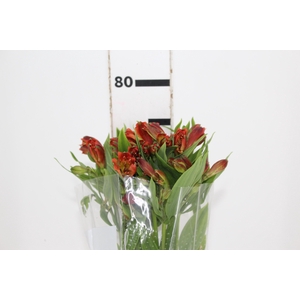 ALSTROEMERIA CINNAMON 080 CM