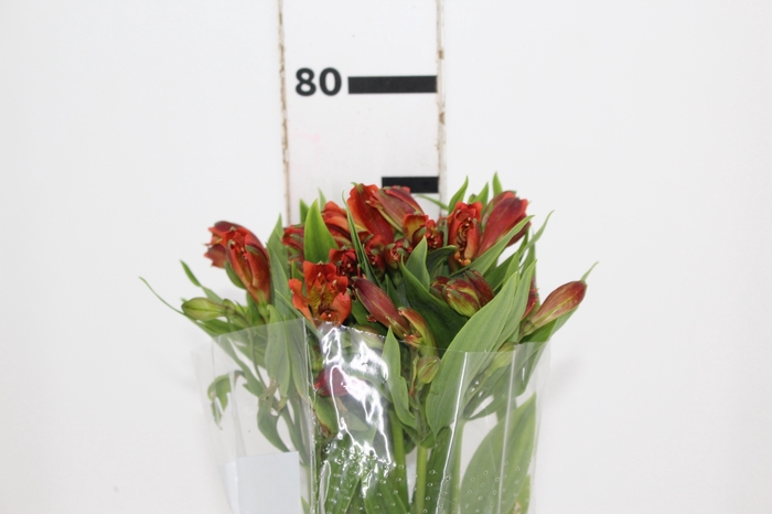 <h4>ALSTROEMERIA CINNAMON 080 CM</h4>