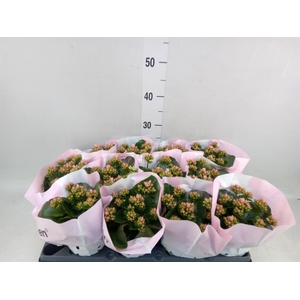 Kalanchoe blos.   ..rosebud